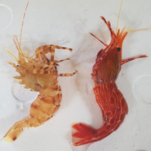 직접잡은 신선한 꽃새우 닭새우/독도새우/동해안 자연산 닭새우, 1개, 연안 꽃새우500G(20미 내외)