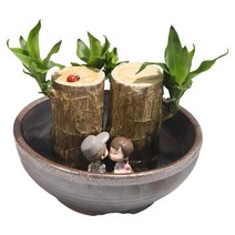 공기정화식물 도자기수반과 행운목2p SET, 단품