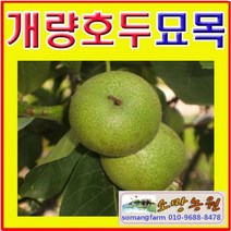 G(소망)개량왕호두나무묘목/접목2년 1그루/왕호두묘목, 1개
