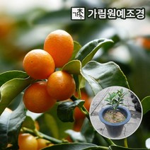 [귤묘목귤나무] 귤나무 한라봉 낑깡(금귤) 레드향 오리지널 레몬나무 유주나무 가림원예조경, 금귤(낑깡)나무 7치화분 결실주