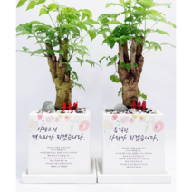 [상견례화분] 상견례자리를 빛낼 감사화분 Ver.2 (선물용쇼핑백 포함), 안시리움