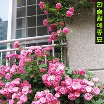 사계넝쿨장미 묘목 포트 덩굴 울타리 줄장미, 03.심파시 (2~3가지) 포트묘