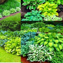 친구식물 호스타 비비추 옥잠화 네덜란드산 - 낱개발송, 맘마미아