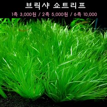 [수초아쿠아] 브릭샤 쇼트리프 초보수초 인기수초 구피 새우 은신처 어항수초 수초맛집 득템수초, 6촉