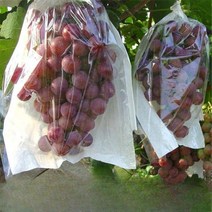 루비로망포장지 포도 봉투 반투명 반백색 몰드, 25X34-불투명 종이백 100개