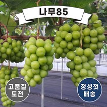 (나무85) 포도나무묘목 8종 시리즈 중 택1, 3. 샤인머스캣 접1, 1개