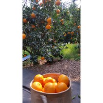 제주귤농장 직배송 레드향 3kg 5kg 가정용 명품 선물용 세트, 레드향 가정용 중소 17과 전후 3kg