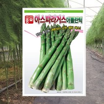 아시아종묘 아스파라거스 아틀란틱 씨앗 천문동 아틀란틱씨종자 채소씨앗 아스파라거스씨앗종자, 4000개