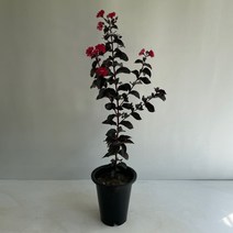 자엽백일홍 실내공기정화식물 반려식물 플랜테리어 온누리꽃농원