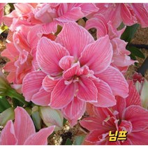 아마릴리스 구근(스위트님프), 1개