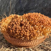 황금팽이버섯 황색 갈색 팽이버섯 국내산 무농약 GAP 1kg 2.5kg (택1) 산지직송, 250g x 10팩, 10개