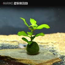 헬로아쿠아 모음)심쿵 수초아이템 160종 쉬운수초 어항장식 열대어 어항꾸미기 수족관꾸미기, 90번) 마리모 수초 루드위지아
