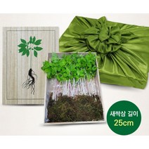 [싸더라]설날선물 새싹인삼 선물셋트 국내산 2년산 (25cm20뿌리), 설날선물 새싹인삼 20뿌리