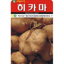 성인병 예방에 좋은 히카마 씨앗(20립)(A0254)