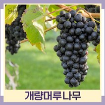 머루나무 묘목 개량머루 삽목3년 결실주(분) 1개