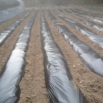 국산 농업용 멀칭 롤 비닐 120cm x 200m 0.02mm 농사용 필름 텃밭 마늘 고추