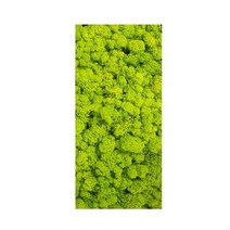 테라스 인조 잔디 이끼 벽 녹색 식물 DIY 미니 가든 에코 병 마이크로 조경 장식, 200g yellow green, 200g yellow green