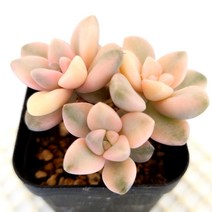 살구미인금 다육이 물들은 다유기 살구다육 식물 3-50, 단품, 1개