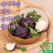 산지직송 유기농 제주 콜라비 제주도콜라비, 유기농콜라비_10kg, 1개