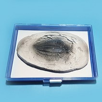 삼엽충 화석 모형(보관케이스 포함)