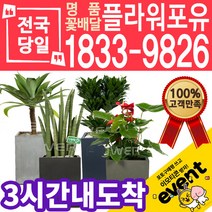 실내공기정화식물 식당 개업축하선물 미세먼지 공기청정 키우기쉬운식물 플랜테리어 아레카야자 안시리움 몬스테라 고무나무 선물용 고급승진화분, (선택82)크루시아