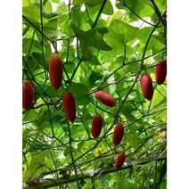 [청양미소농원] 코시니아 열매/씨앗/잎, 씨앗 10립