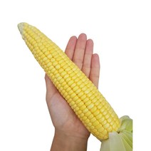 [ vip용 귀한분께 선물하세요] 달고나 프리미엄 냉동초당옥수수, 15개, 냉동알이튼실 황금대학찰옥수수