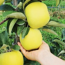 시나노 골드 사과 가정용 흠과 5kg, 시나노골드 알뜰 5kg (16개~24개)