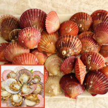 계절식탁 통영 쫄깃쫄깃 제철 비단 홍 가리비, 5kg