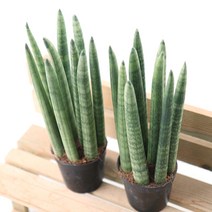 갑조네 스투키 22cm 1+1 공기정화식물 미세먼지 다육화분 다육식물 공기정화식물