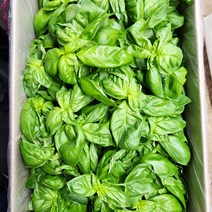 야채24닷컴 스위트 바질 300g, 1개