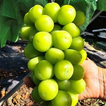 [당일수확 산지직송] 경북영천 씨없는 당도선별 샤인머스켓, 선물용, 4kg(5~6수)