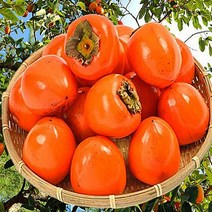 고당도 당도보장 달콤한 대봉감 감중에 으뜸 햇 대봉 홍시 감, 10kg