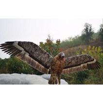 에어컨실외기비둘기퇴치 모형 독수리 보라매 참수리 비둘기퇴치법 비둘기가싫어하는것 까마귀퇴치법 까치퇴치기, 갈색 독수리 48센티개