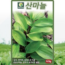 산마늘 씨앗 산마늘 씨 명이나물 토종 약초 종자 0.5g