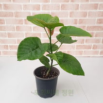 도희씨네 정원>> 청정관리 휘카스 움베르타 중 120″ class=”wr-img”></a></div></div></div></div><div class=