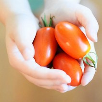 방울토마토 대추방울토마토, 5kg (1~2번), 1박스