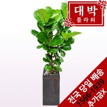 대박플라워 떡갈고무나무 개업화분 집들이 인테리어 공기정화식물 관엽식물 꽃배달