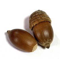 에스 ND 아이디얼팜 붉가시나무 도토리 만들기 미술 재료 트리 장식 자연물, 상세페이지 참조