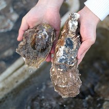 섬진강 강굴 벚굴 벗굴 5kg 직접채취 진용현생산자, 1개