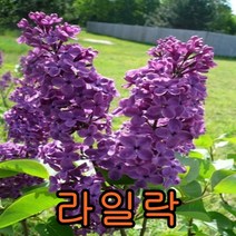 라일락나무 개화주 키1m 내외 1그루 나무묘목 과실수 꽃나무 조경수 관목