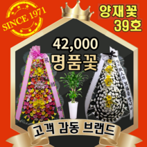 양재꽃39호 근조 장례식조화 결혼식 축하 3단화환 개업화분 인테리어 이사 공기정화식물 생일 어버이날 스승의날 꽃바구니 기념일 꽃다발 승진난 동양난 서양난 전국당일배송 꽃배달싼곳, [난] 14 호접(도시지역 한정)