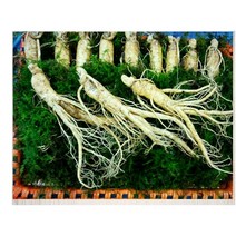 5년근 인삼 수삼 선물세트 1kg (15-17뿌리) 금보자기+대바구나포장, 1kg(9-12뿌리)1세트