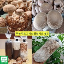 집에서 표고버섯 키우기 배지 재배 종균 키트 과학 실험 체험 방학 학습, 표고버섯키우기 6개