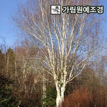 자작나무 잭큐몬티 도랜버스 백자작나무, 잭큐몬티 도랜버스 키100cm 4치장포트(2개세트)
