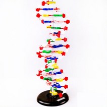 DNA 염기배열 이중나선구조 대형 세포모형 빌딩블록 의료분야 기능 수업용