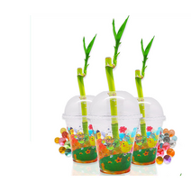 개운죽 키우기 식목일 공기정화식물 10인, 1개