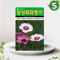 솔림텃밭몰 왕상록패랭이꽃씨앗 500립 왕상록패랭이꽃 꽃씨앗, 1개