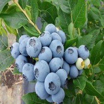 블루베리나무(블루레이)/삽목4년(결실주분)묘목/b0141