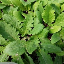 엉겅퀴모종 10주/토종 가시엉겅퀴/재래종